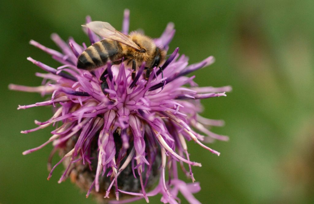 Honigbiene auf Skabiosen-Flockenblume