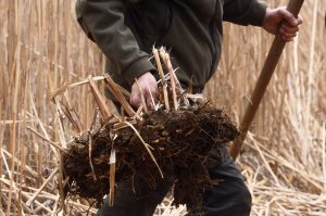 Miscanthusrhizome am Stück